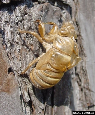 An exuvia of a dog-day cicada